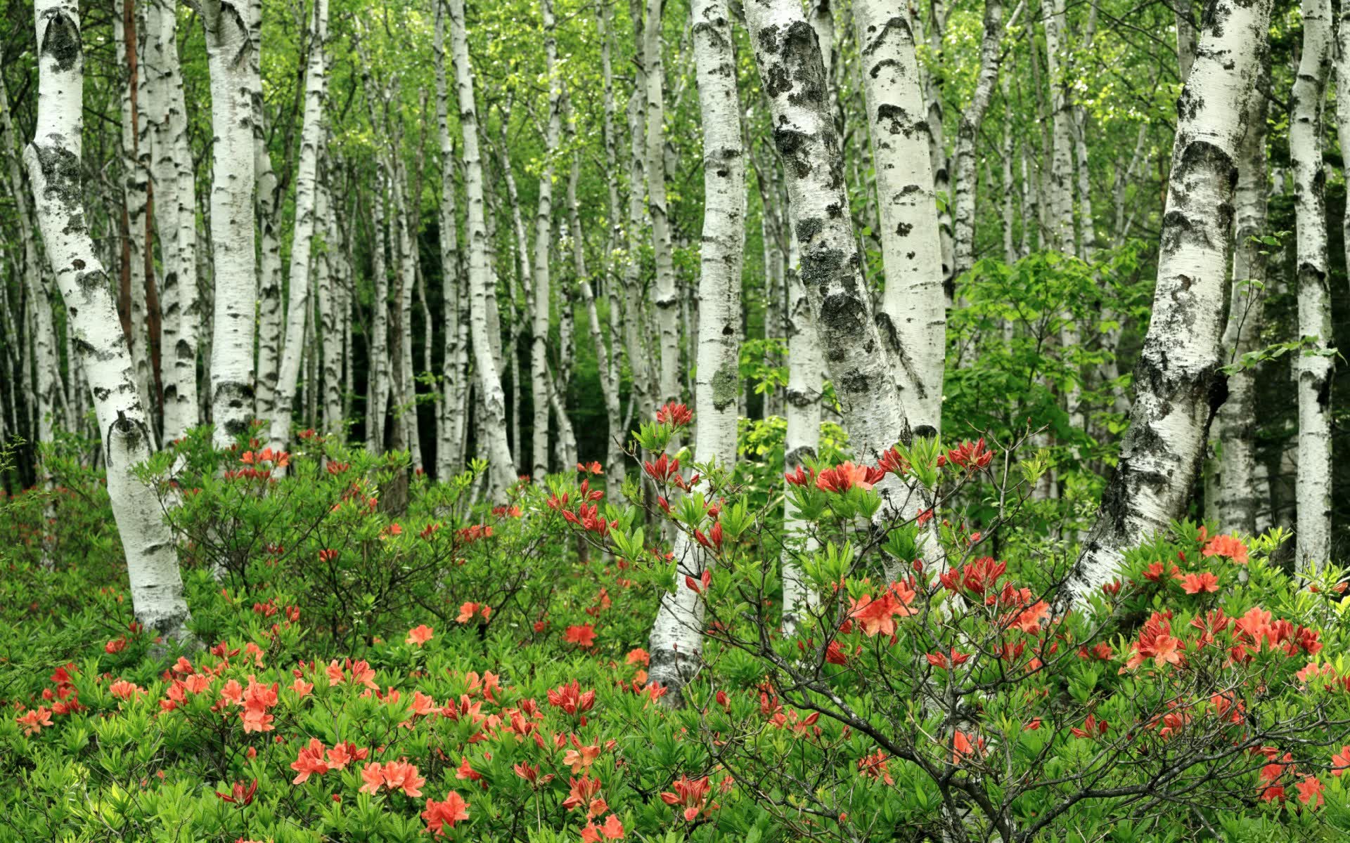 世界登山青年导师国际交流项目第10批回访成果汇编上线,国际登山联盟